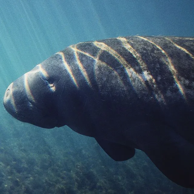 thumbnail for publication: Third Grade Manatee Curriculum—Lesson 12: Pollution and Other Threats to Manatees
